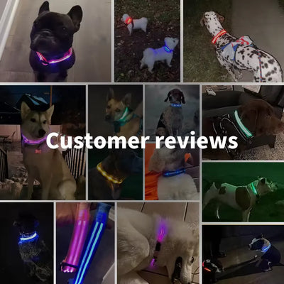 LED-glowing Glowing collar