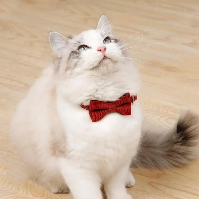 Cute Bow Kitten Collar